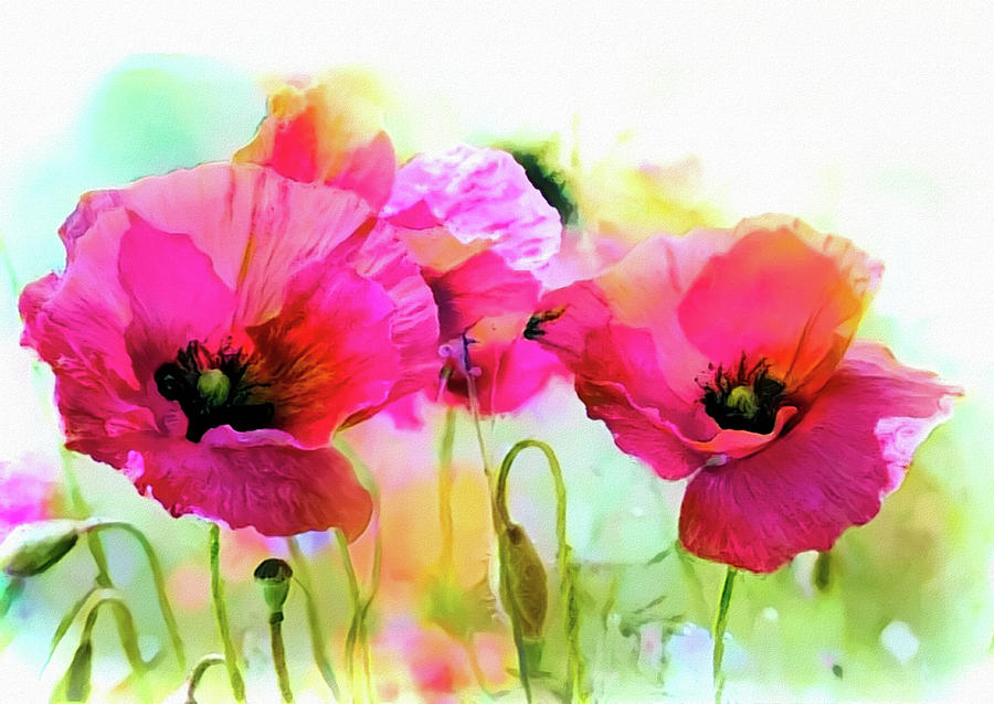 Poppies Mixed Media by Lilia D