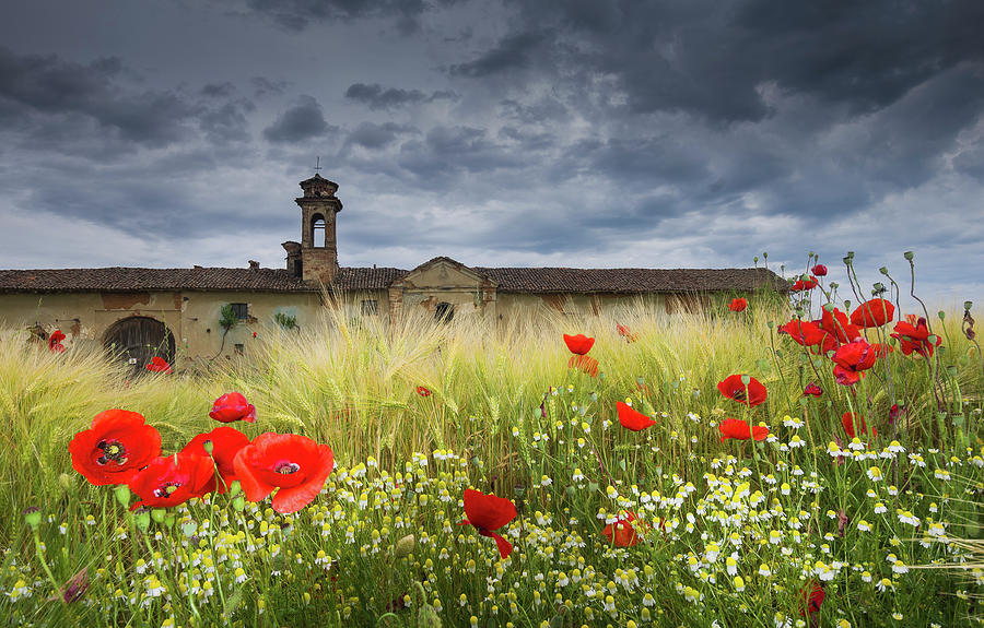Poppies Photograph by Livio Ferrari