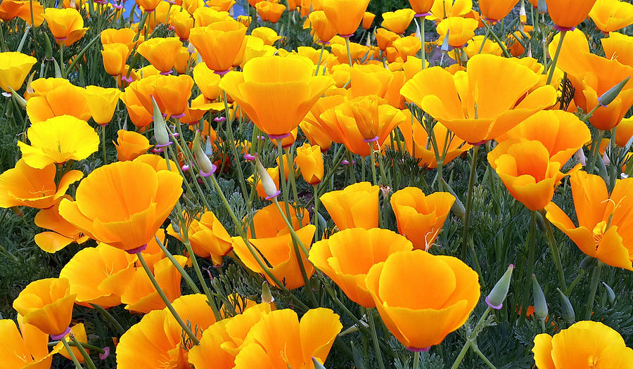 Poppies Photograph by Louie Rochon - Fine Art America