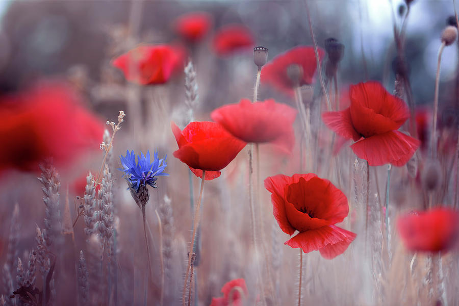 Nature Photograph - Poppies by Magda Bognar
