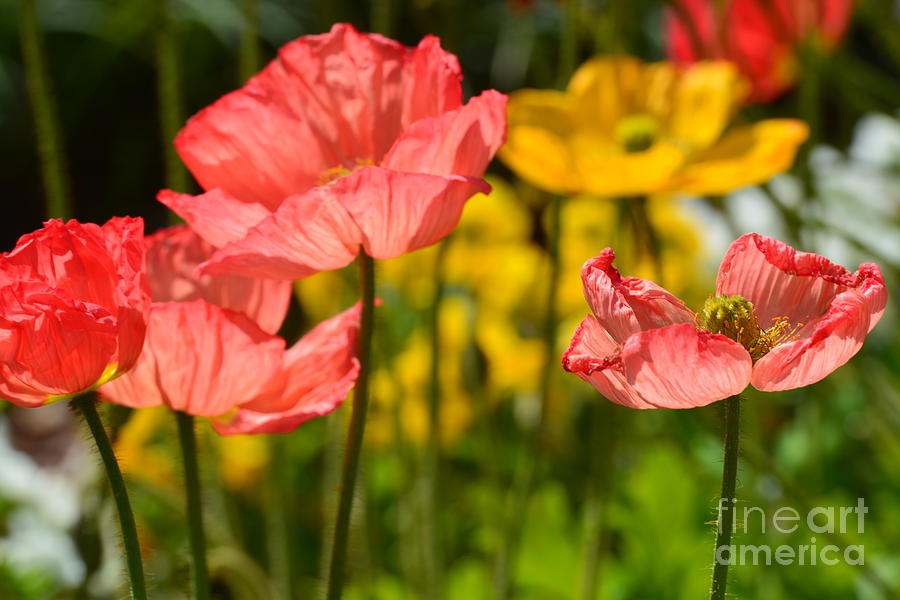 Poppies Photograph by Maria Urso