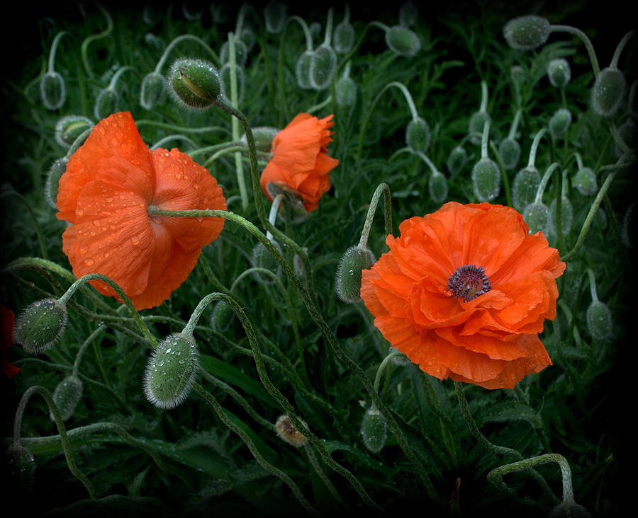 Poppies Photograph by Nathan Abbott