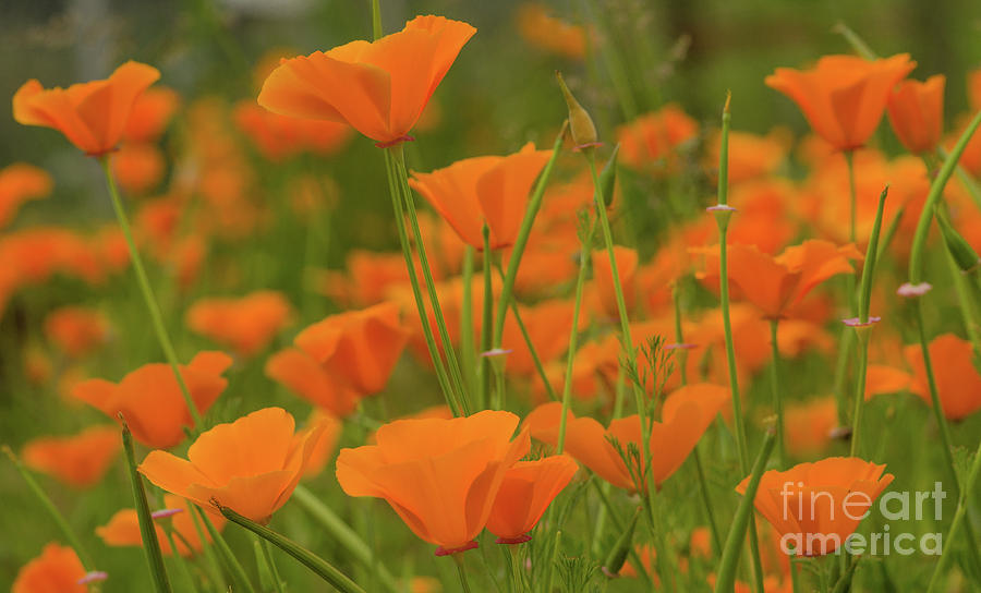 Poppies Photograph by Nick Boren