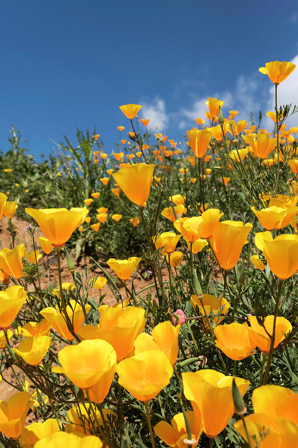 Poppies on a Sunny Day Photograph by Scott Cunningham