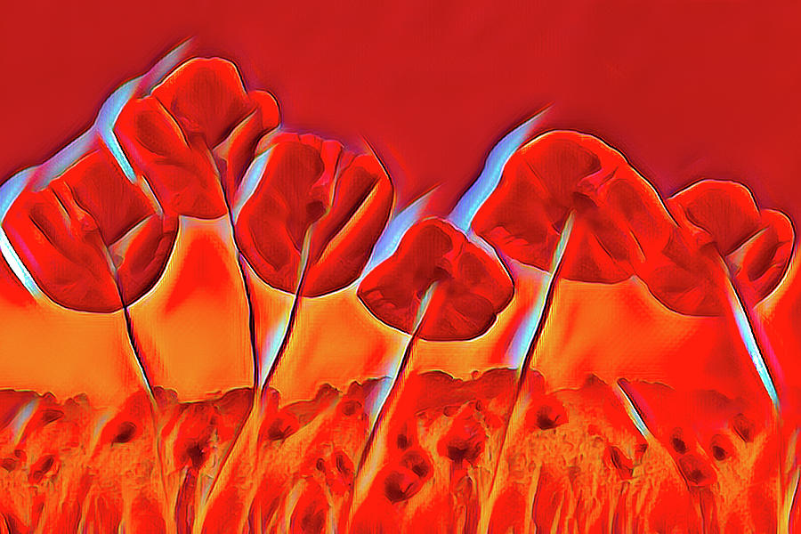 Poppies on Fire Abstract Photograph by Debra and Dave Vanderlaan