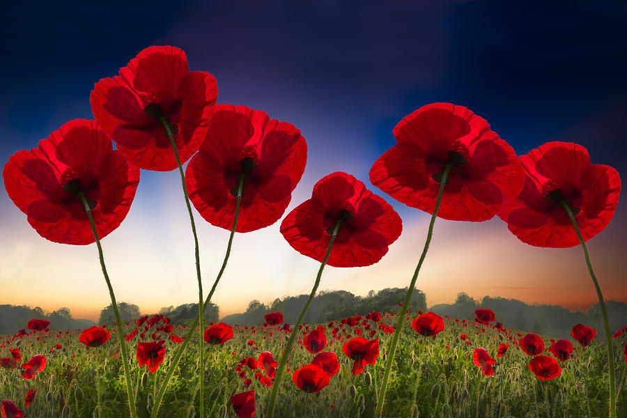 Poppies on Fire Photograph by Debra and Dave Vanderlaan