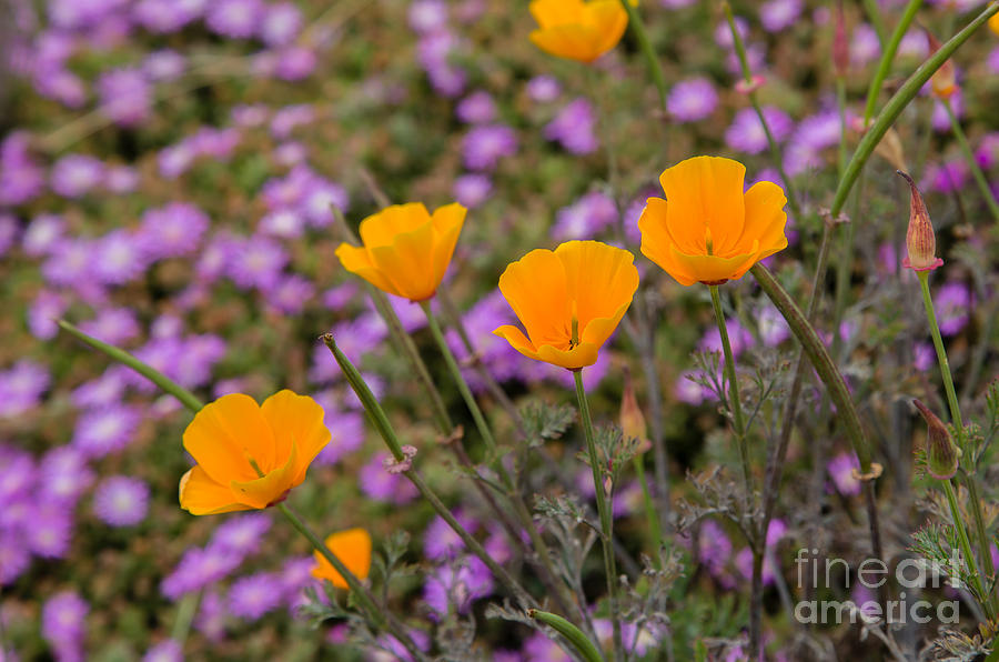 Orange Poppies Photograph - Poppies on Purple B3804 by Stephen Parker