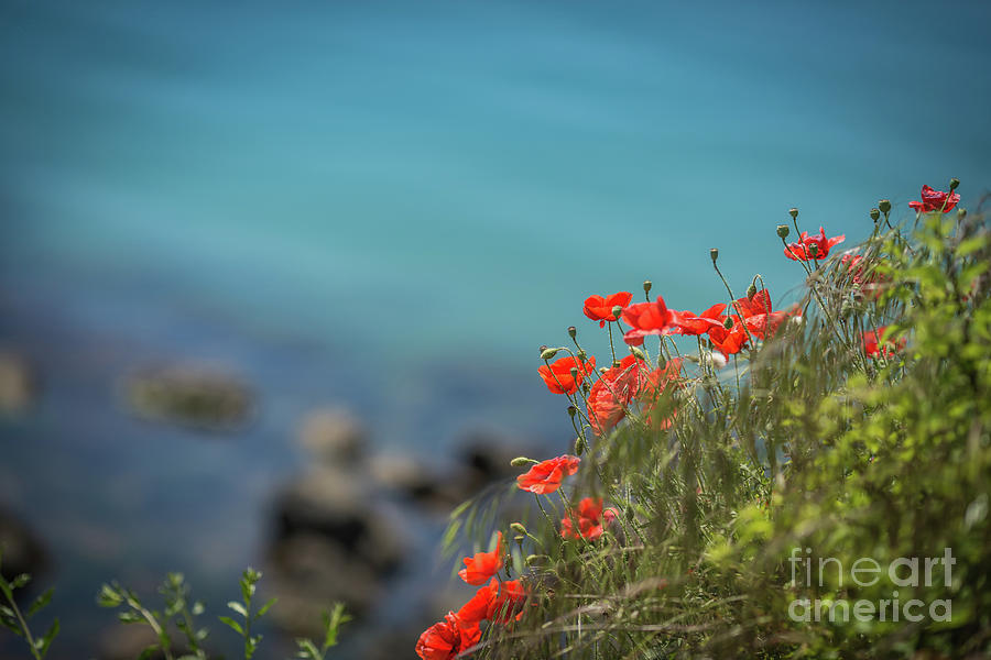 Poppies on the Beach Photograph by Eva Lechner