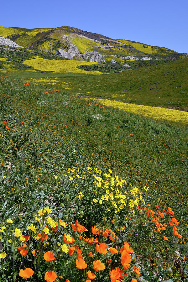 Poppies on the Carrizo Plain 2 Photograph by Kathy Yates