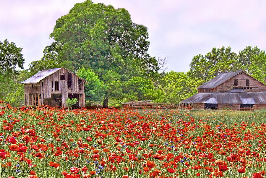 Poppy Photograph - Poppies on the Farm by Bonnie Willis