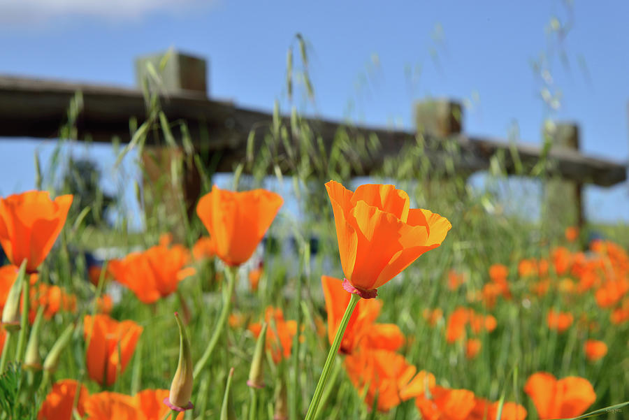 Poppies On The Fence In Spring Photograph