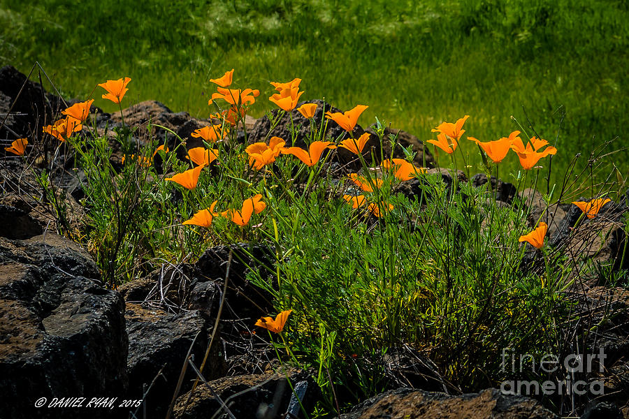 Poppies on the Rocks Photograph by Daniel Ryan