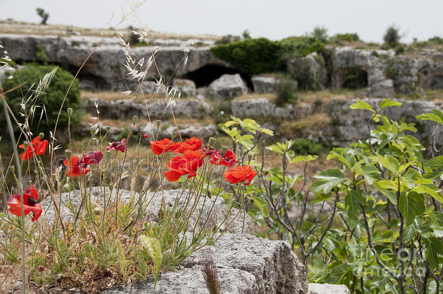 Poppies On The Rocks Photograph by Leonardo Fanini