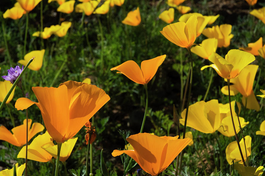 Poppies On The Tonto Forest, Arizona, II Photograph by Dave Wilson