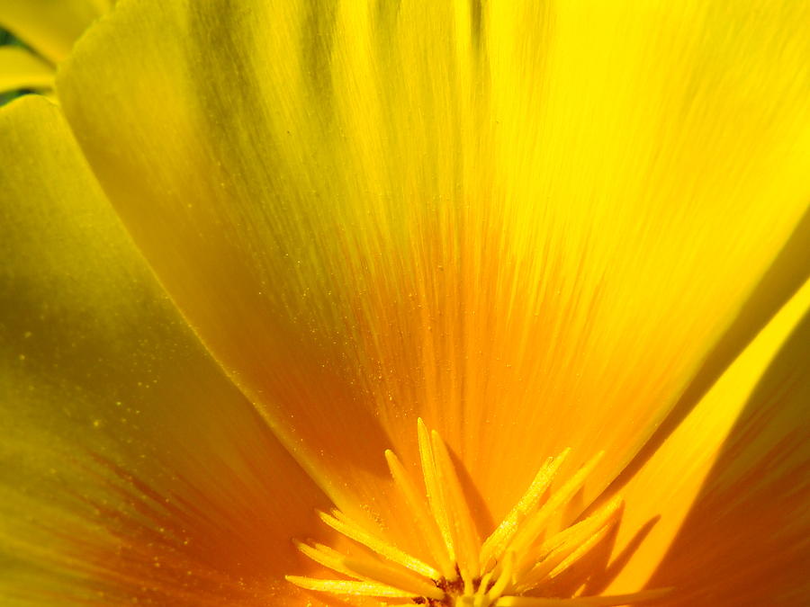 Poppy Photograph - POPPIES Orange Poppy Flower Close Up 2 Sunlit Poppy Baslee Troutman by Patti Baslee