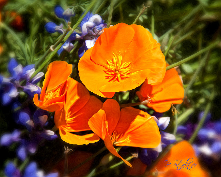 Flower Digital Art - Poppies  by Patricia Stalter