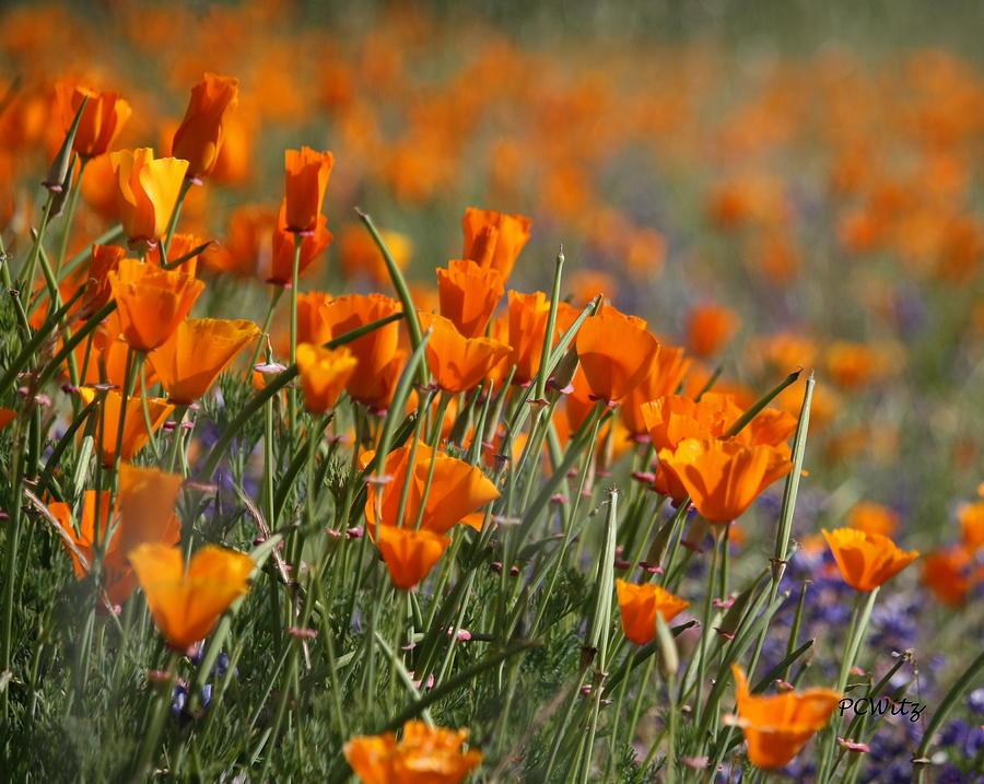 Poppies Photograph by Patrick Witz