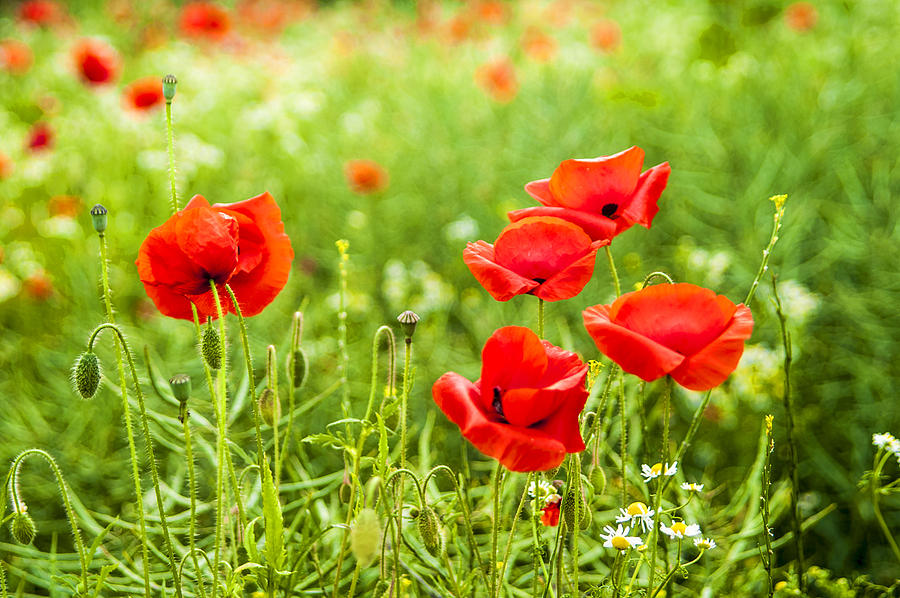 Poppies. Photograph by John Paul Cullen