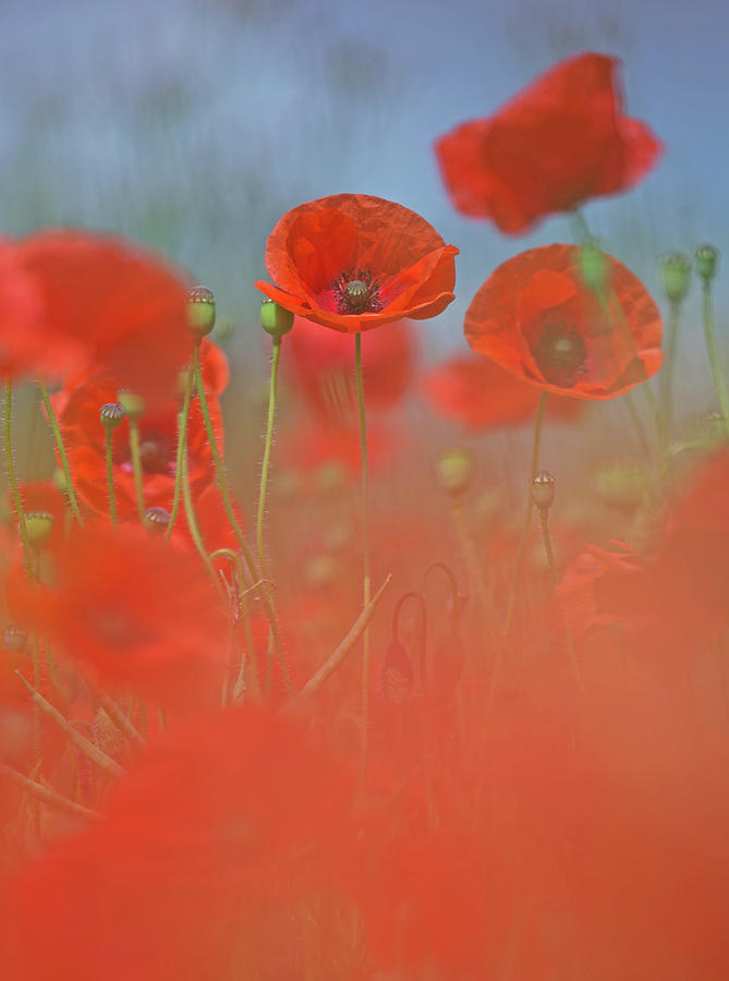 Poppies Photograph by Pete Walkden