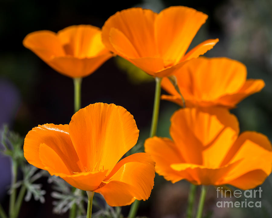 Flower Photograph - POPPIES, poppies... by Shawn Jeffries
