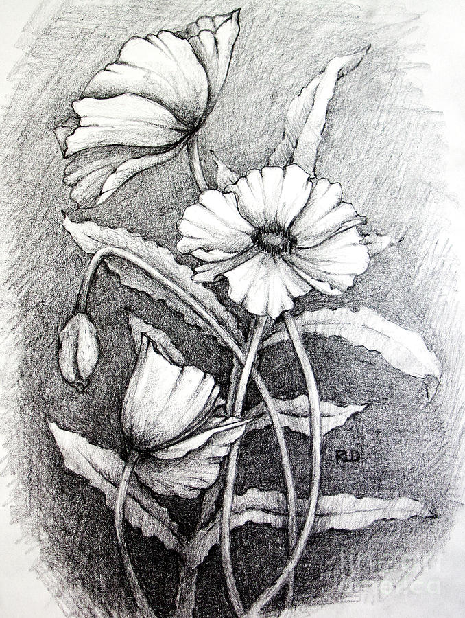 Poppies Drawing by Rebecca Davis