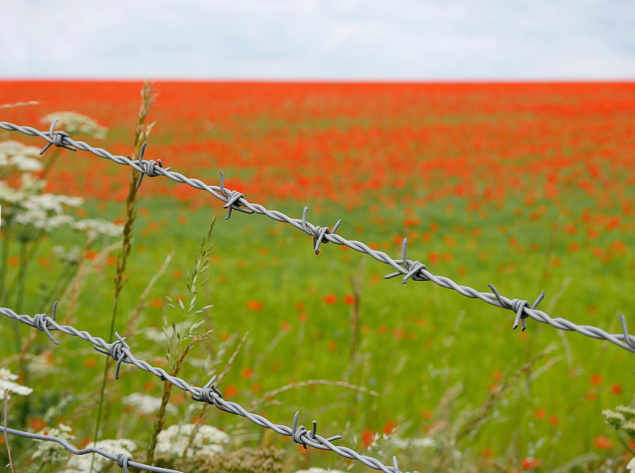 Poppy Photograph - Poppies by Richard Reeve