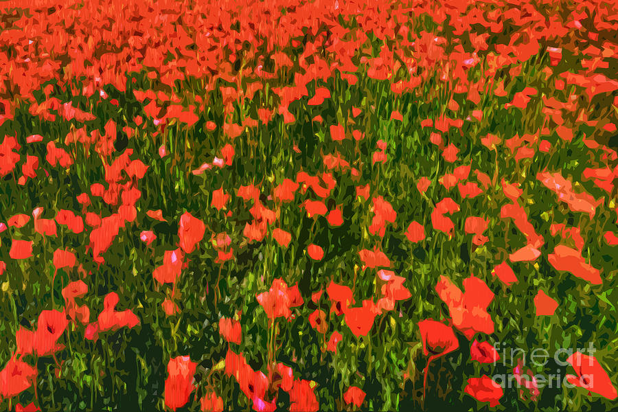 Poppy Digital Art - Poppies by Roger Lighterness