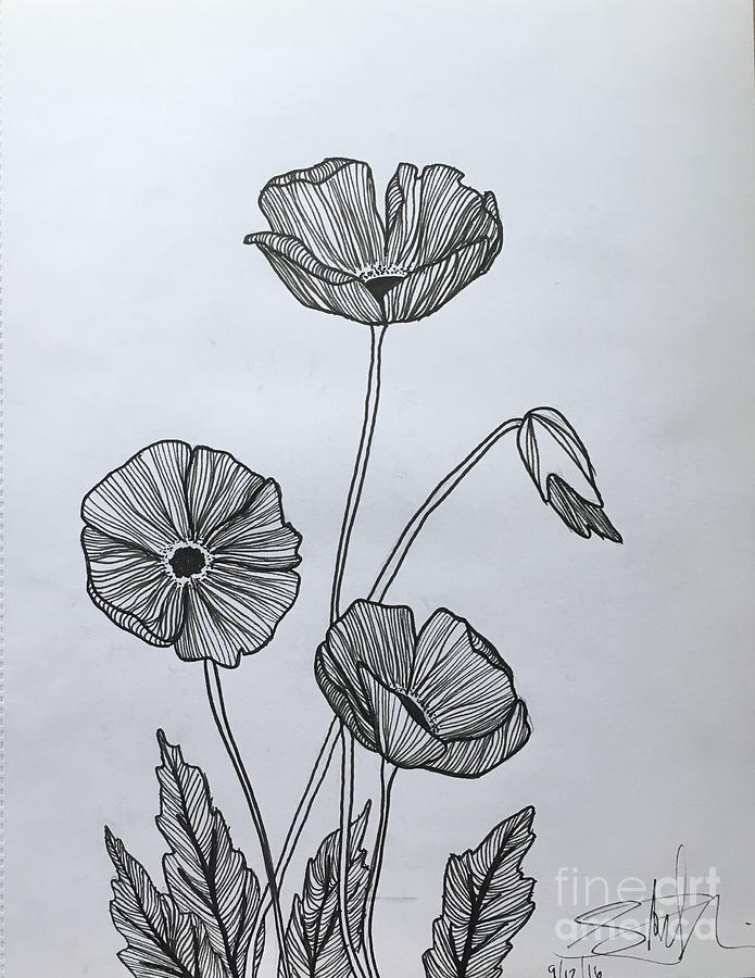 Poppies Drawing by Shelby Lorimer