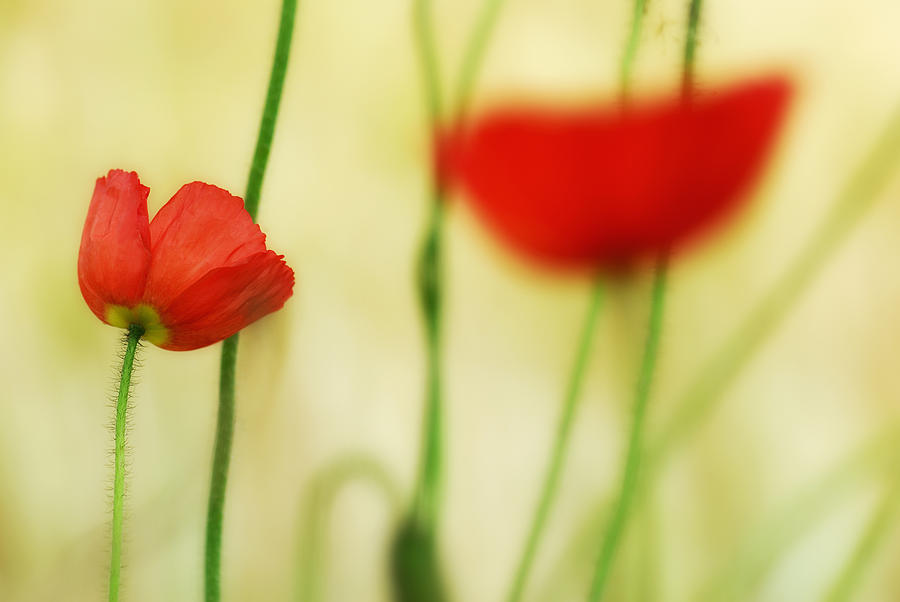 Flower Photograph - Poppies by Silke Magino