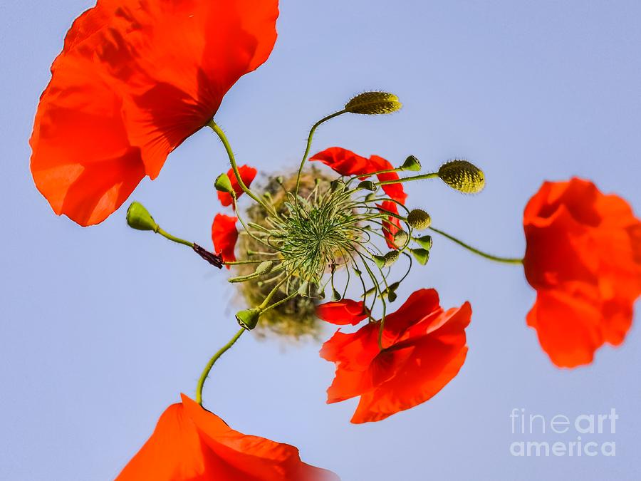 Poppies - tiny planet Photograph by Claudia M Photography