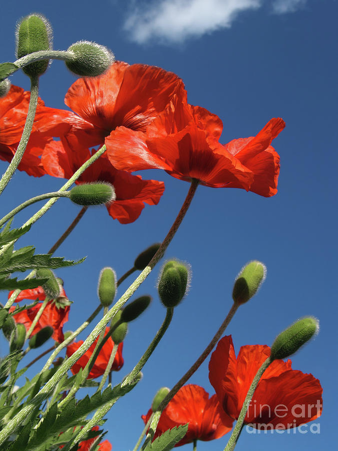 Poppies to the Sky in Quakertown PA Photograph by Anna Lisa Yoder