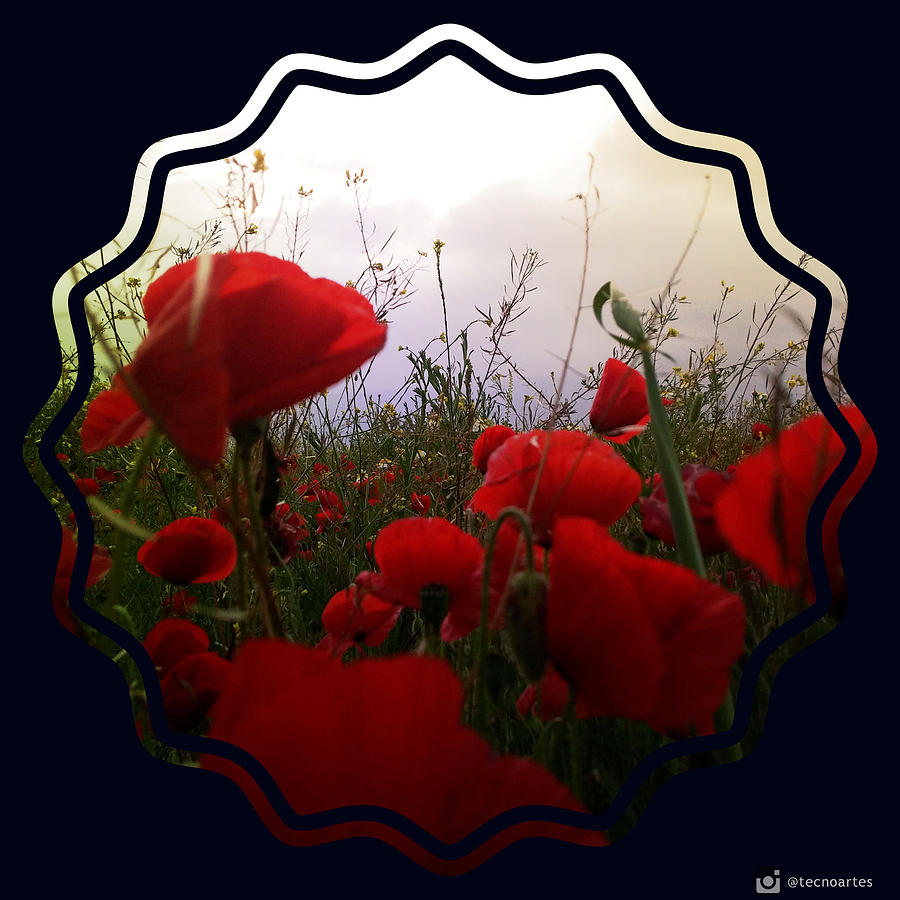 Flower Photograph - Poppies together  by Miguel Angel