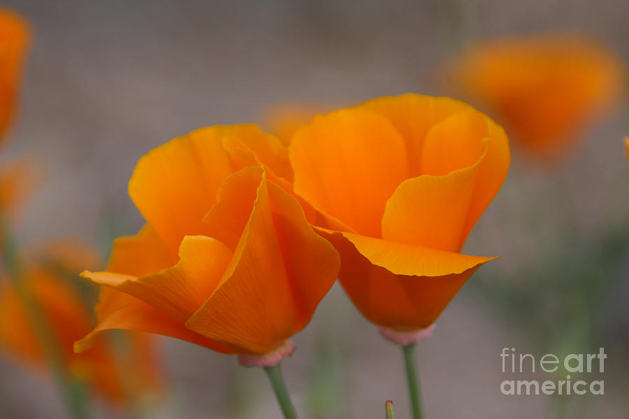 Poppies Photograph by Tom Griffithe