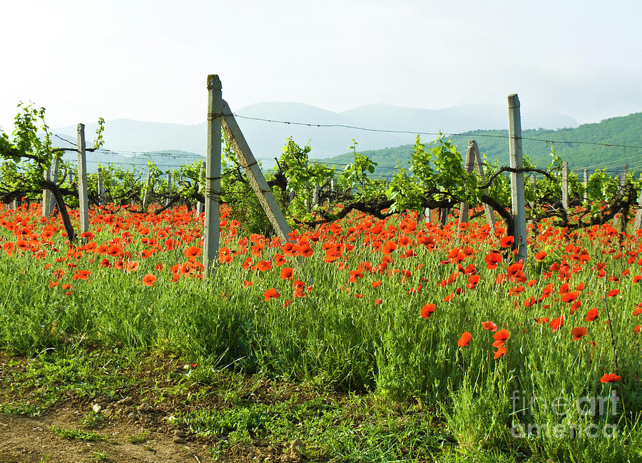 Poppies, vineyards and hills Photograph by Irina Afonskaya