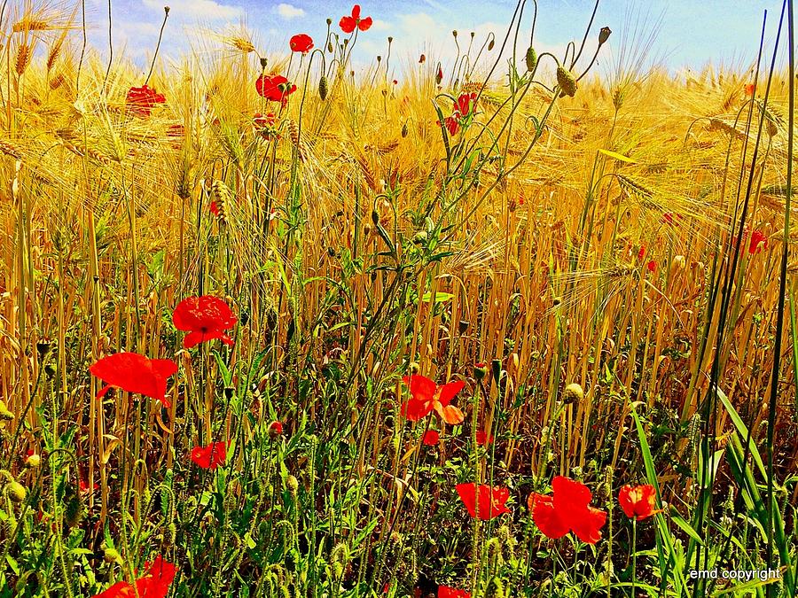 Landscape Photograph - Poppies, Wheat, Sky by Ellen Didion