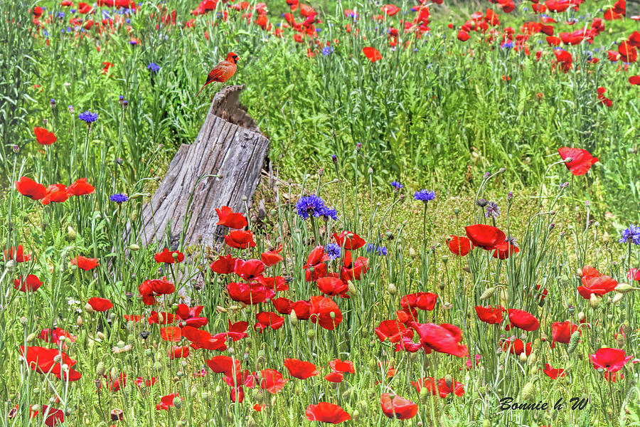 Flower Digital Art - Poppies with a Cardinal by Bonnie Willis