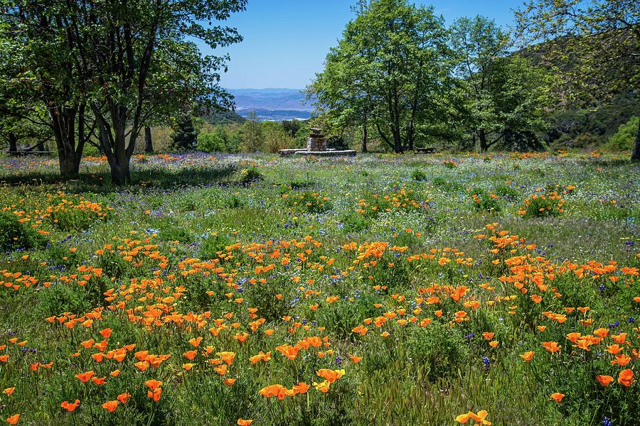 Poppies with a View at Oak Glen Photograph by Lynn Bauer