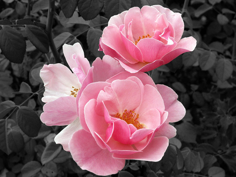 Popping Pink Roses Photograph by Amy Fose