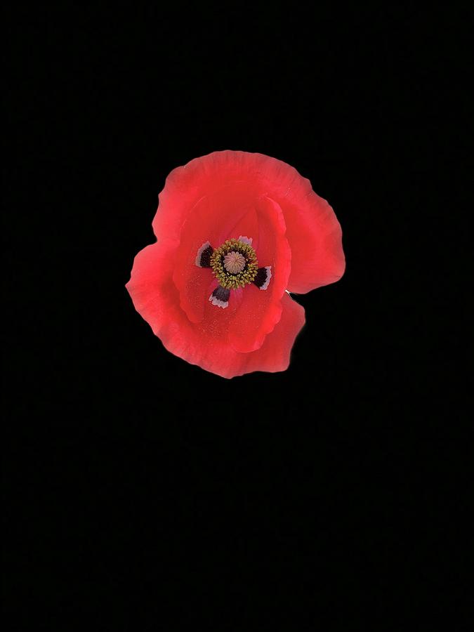 Popping Poppy Photograph by Maz Ghani