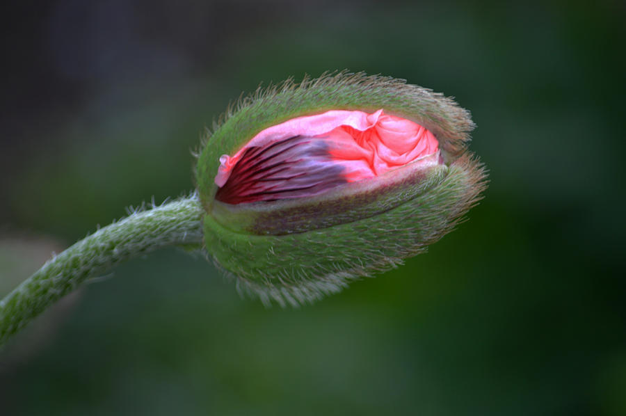 Popping Poppy. Photograph by Terence Davis