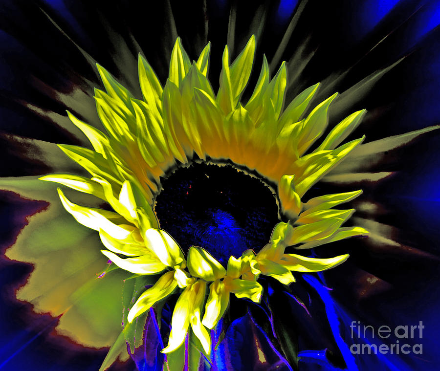 Popping Sunflower Photograph by Karen Lewis