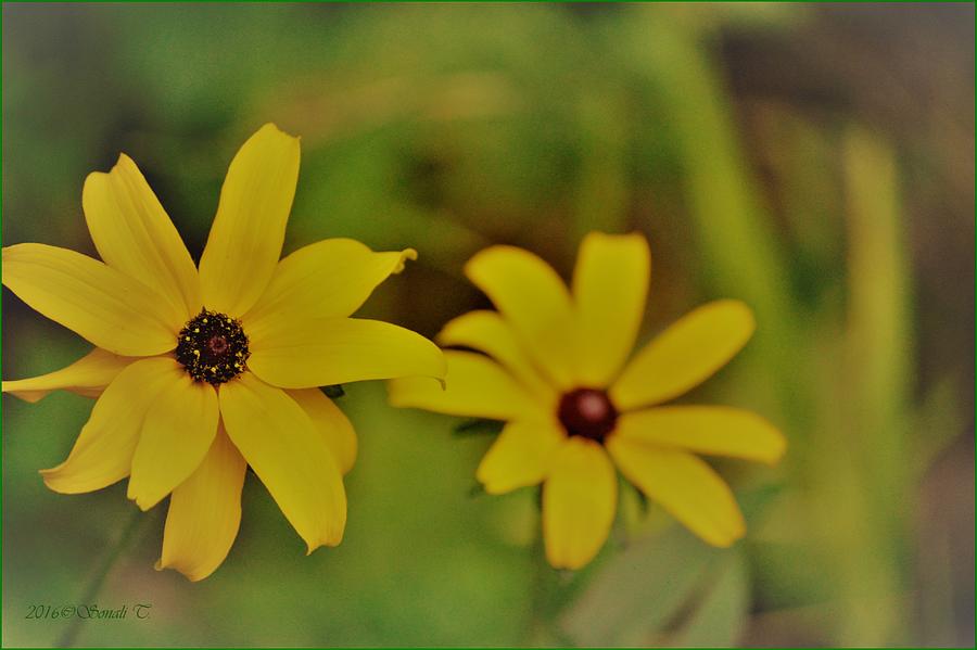 Popping Yellow aster Photograph by Sonali Gangane
