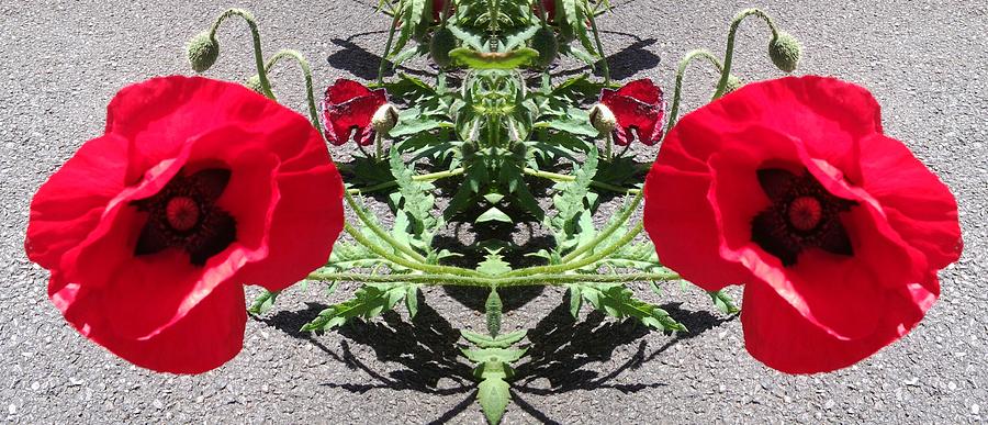 Poppy 1149 mirror image Photograph by Julia Woodman