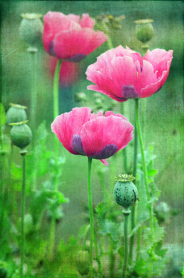 Poppy 3 Photograph by Kristine Anderson