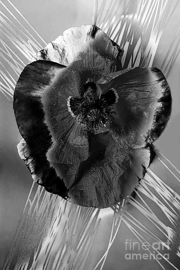Poppy #4 in black and white. Photograph by Alexander Vinogradov