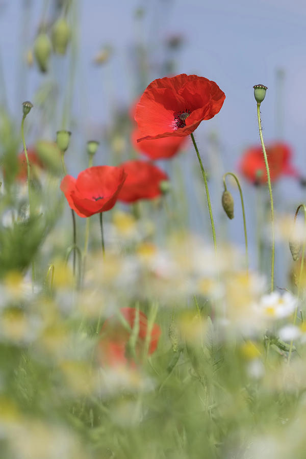 Poppy Above Daisies Photograph by Pete Walkden