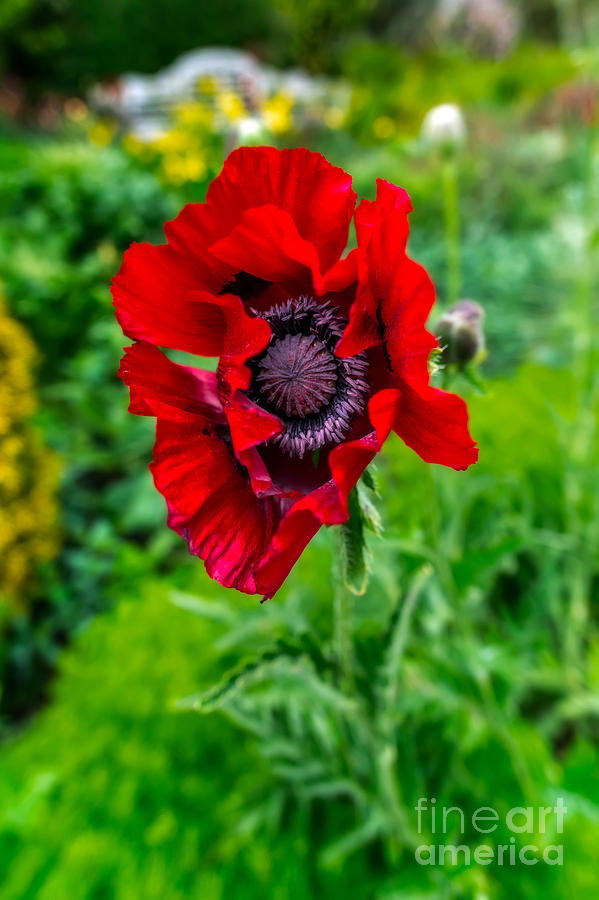 Poppy Photograph by Adrian Evans