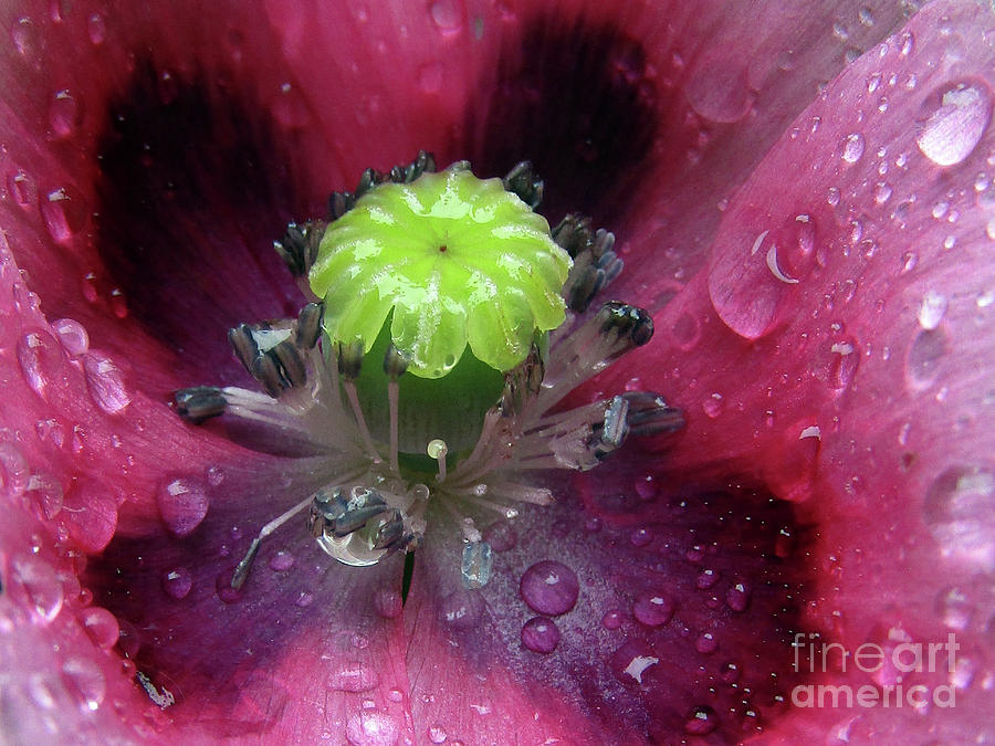 Poppy After The Rain 3 Photograph by Kim Tran