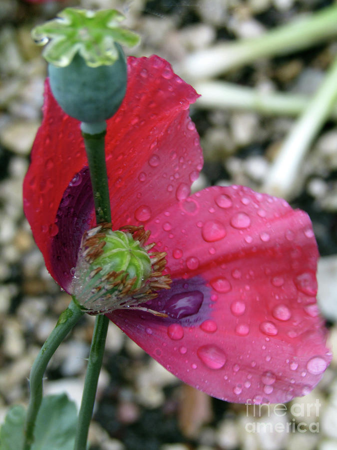 Poppy After The Rain 5 Photograph by Kim Tran