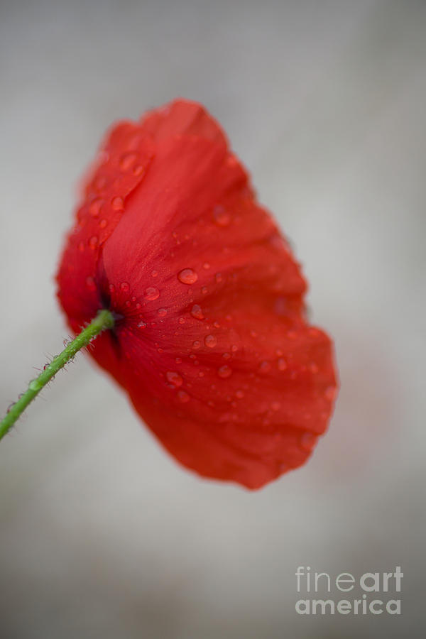 Poppy After the Rain Photograph by Rachel Morrison